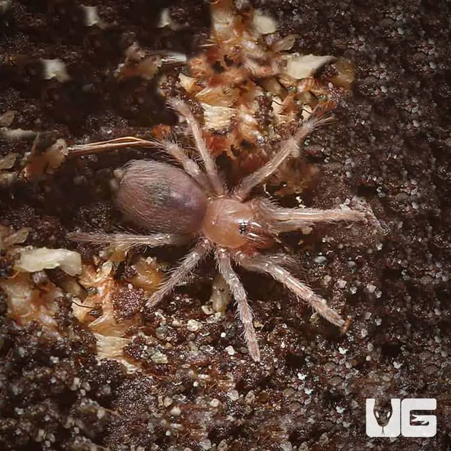 16475 tarantula ganjagold overview