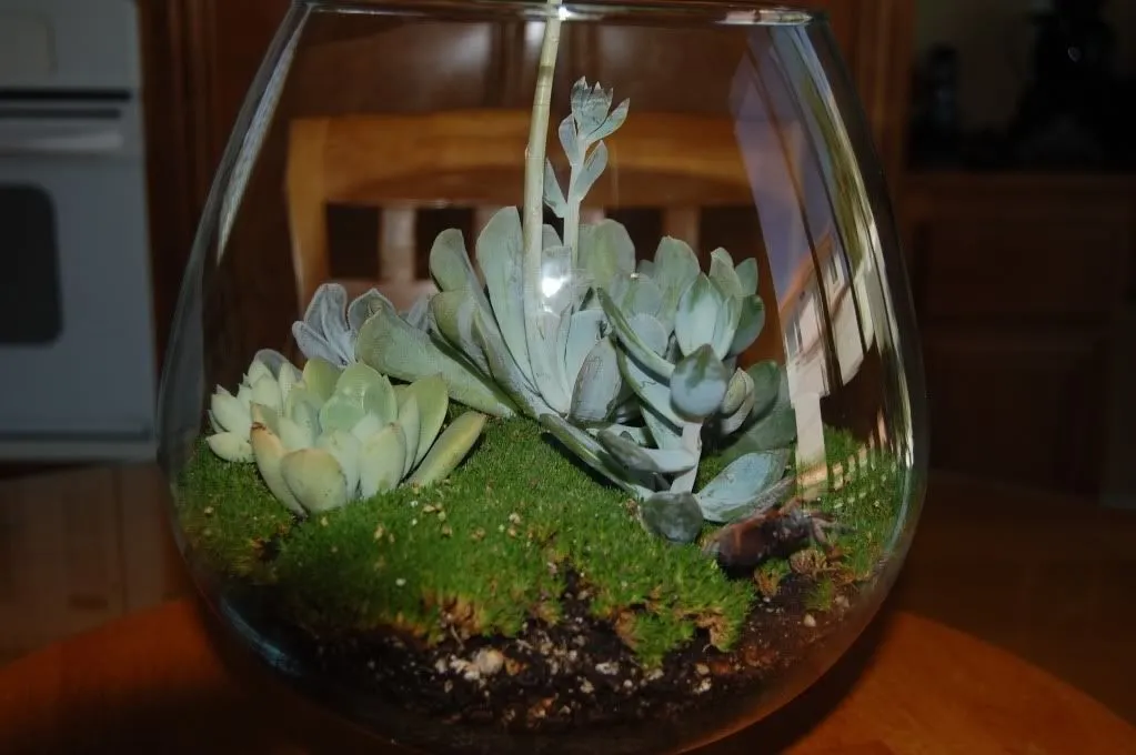 16477 acrylic tarantula tank