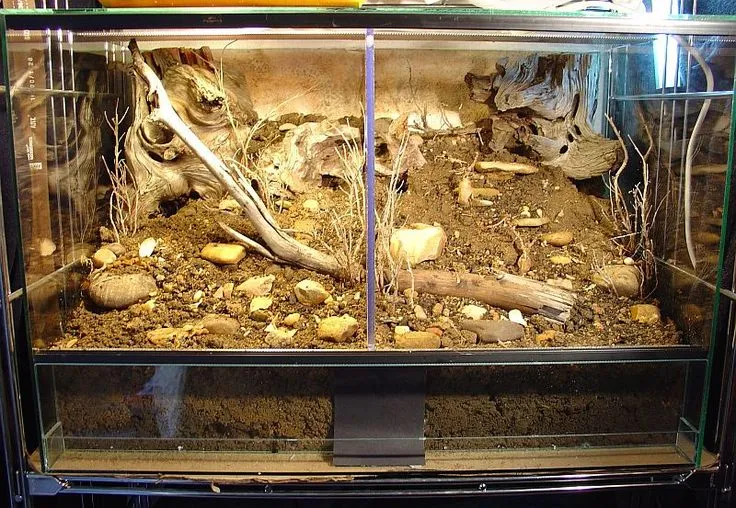 16477 glass tarantula tank