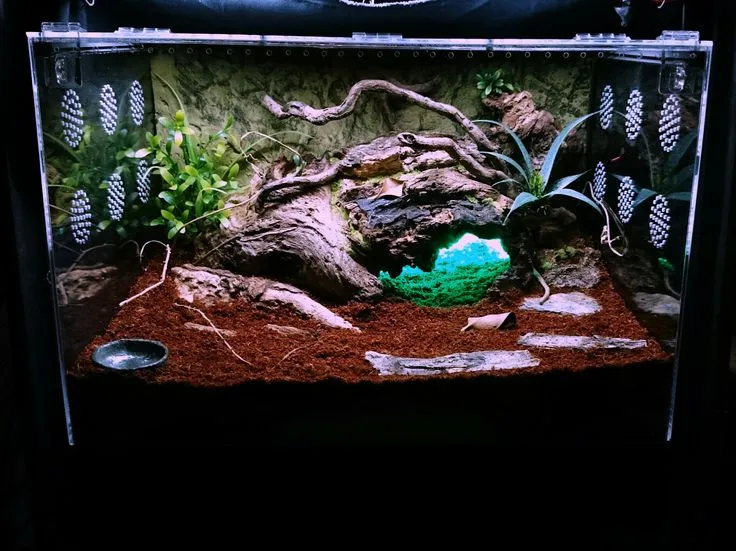 16477 tarantula tank decor