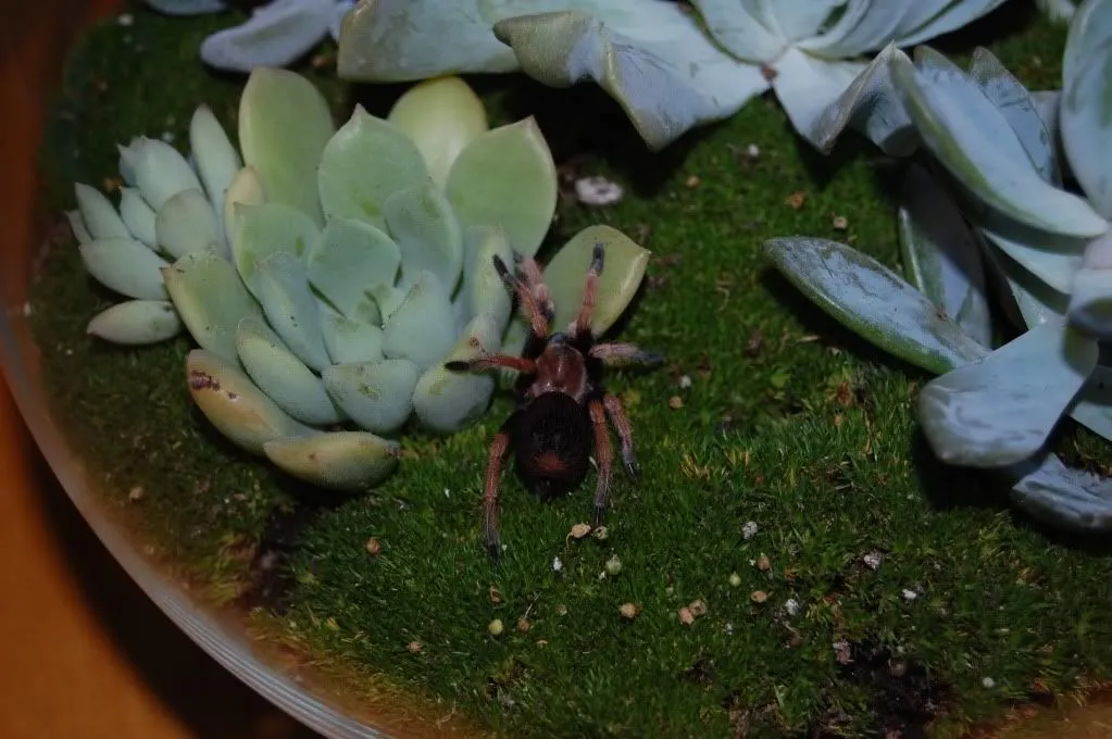 16477 tarantula tank ventilation