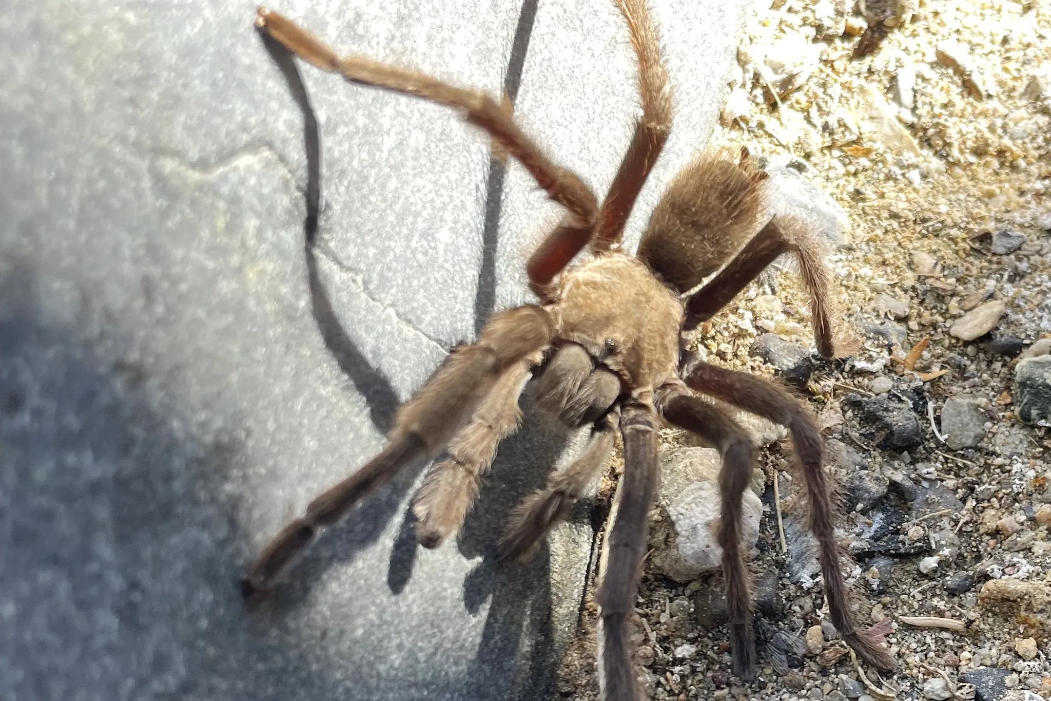 /img/16478-kletterschuh-tarantula-cleaning.webp