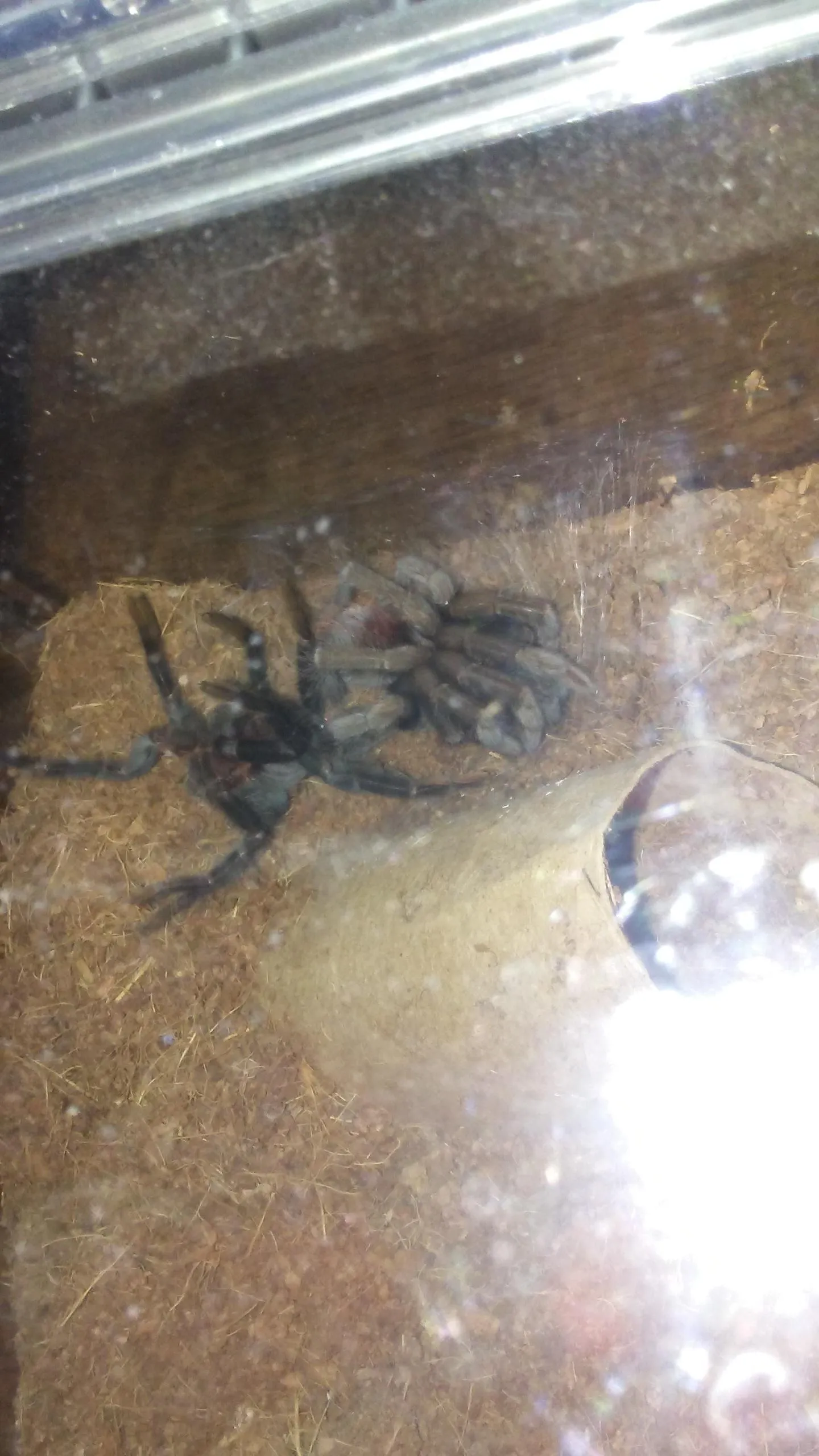 16478 kletterschuh tarantula sizing guide