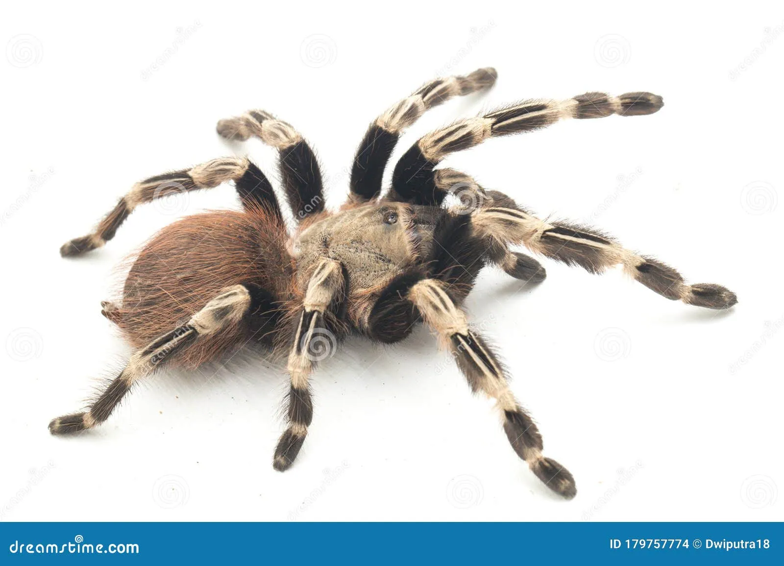 16479 tarantula handling safety