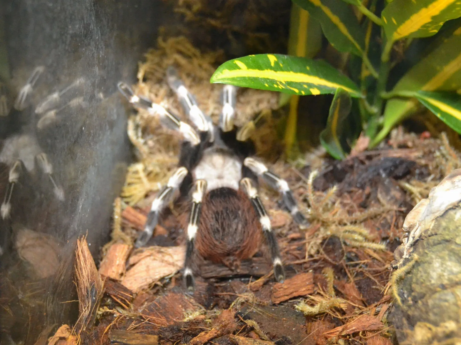 16479 tarantula molting process