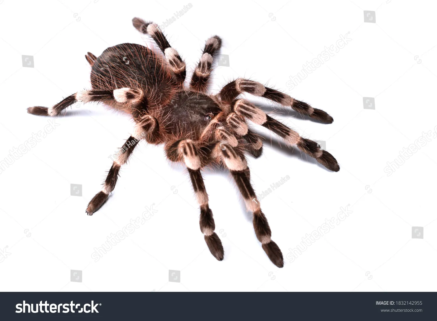 16479 tarantula water dish
