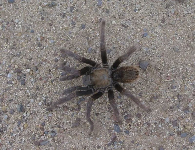 16480 california ebony tarantula