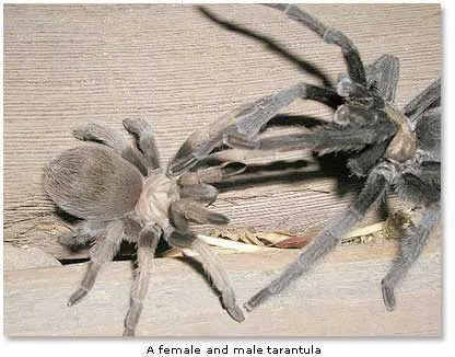 16480 california tan tarantula