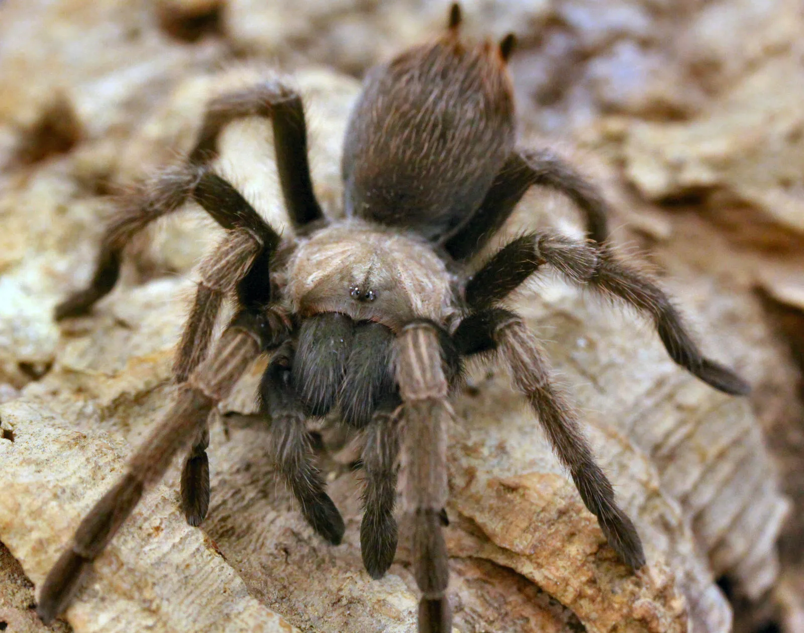 16480 tarantula gender identification