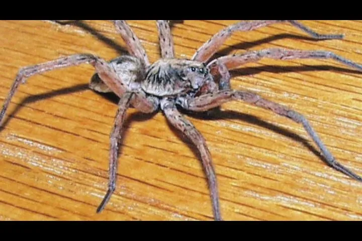 16480 tarantula physical characteristics