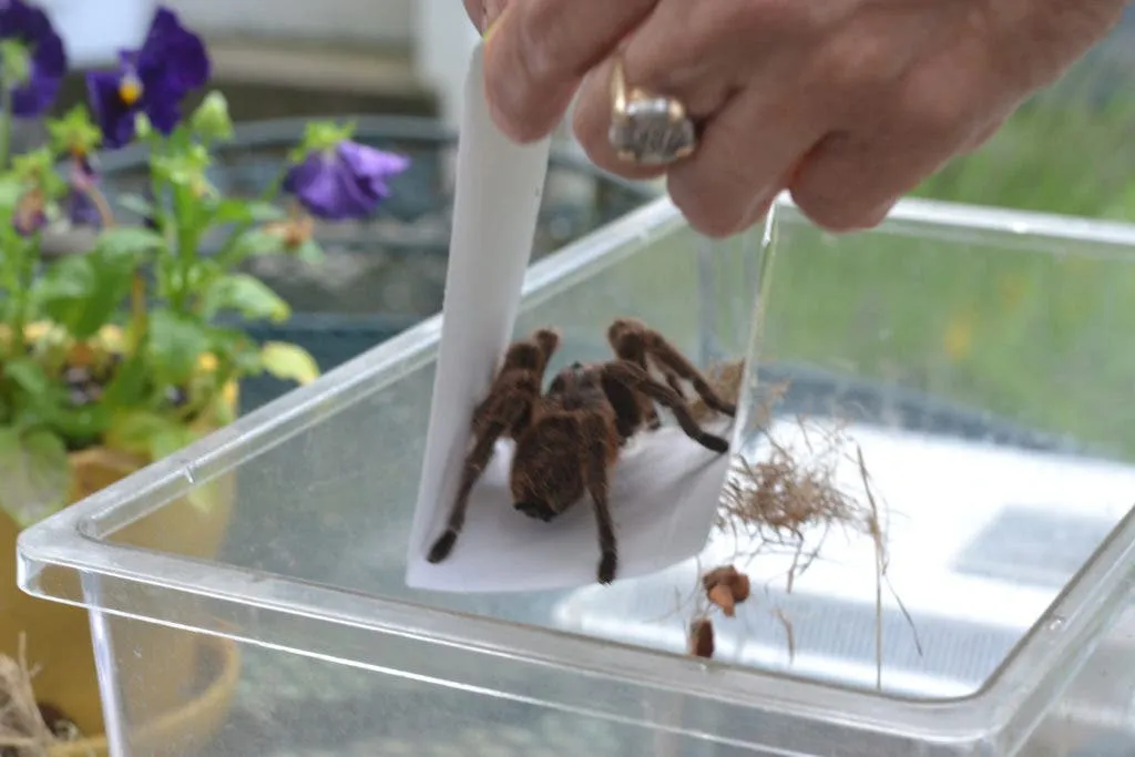 /img/16481-harry-the-tarantula-conservation.webp