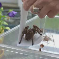 /img/16481-harry-the-tarantula-conservation.webp