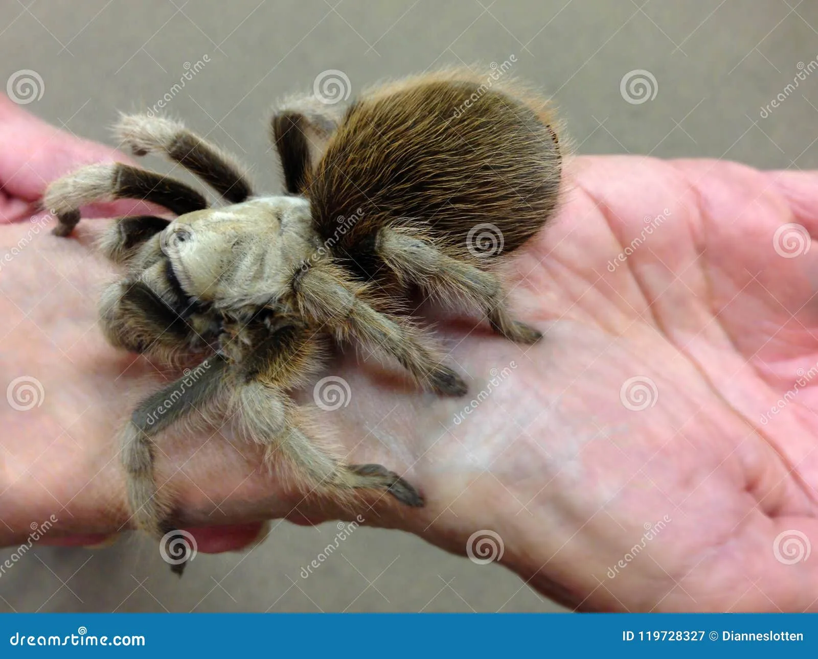 16481 harry the tarantula eating