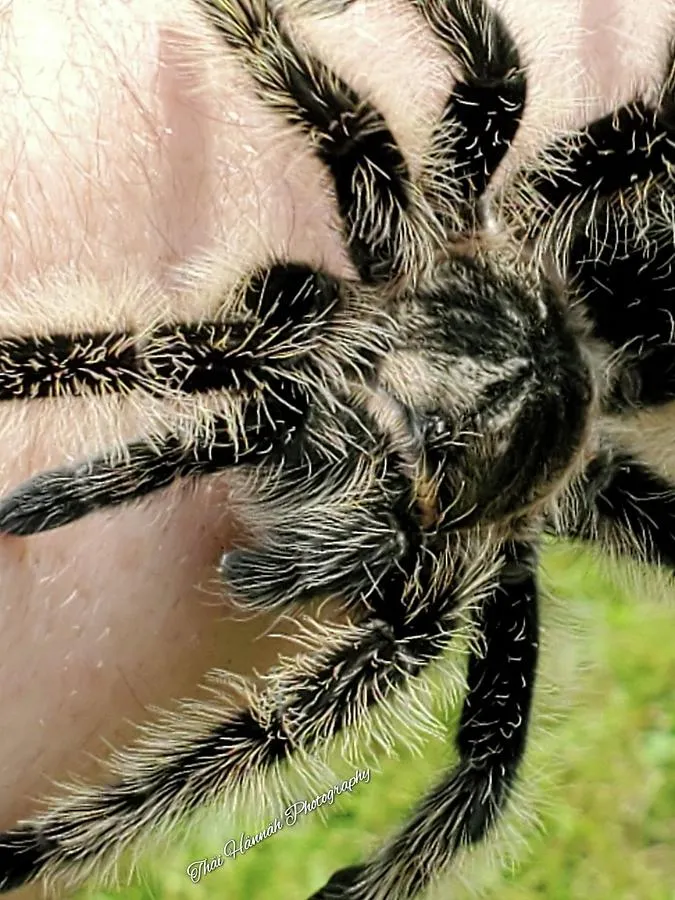 16481 harry the tarantula habitat