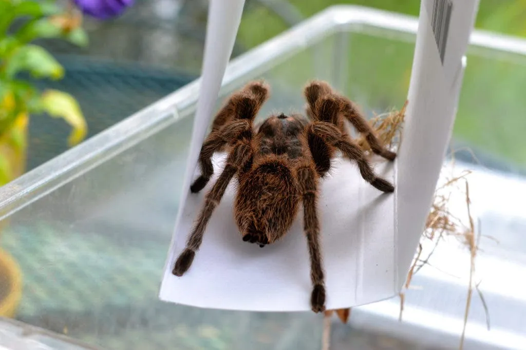 16481 harry the tarantula handling