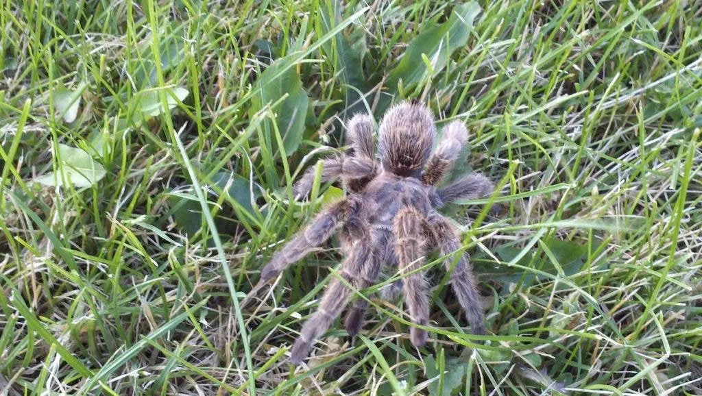 16481 harry the tarantula health