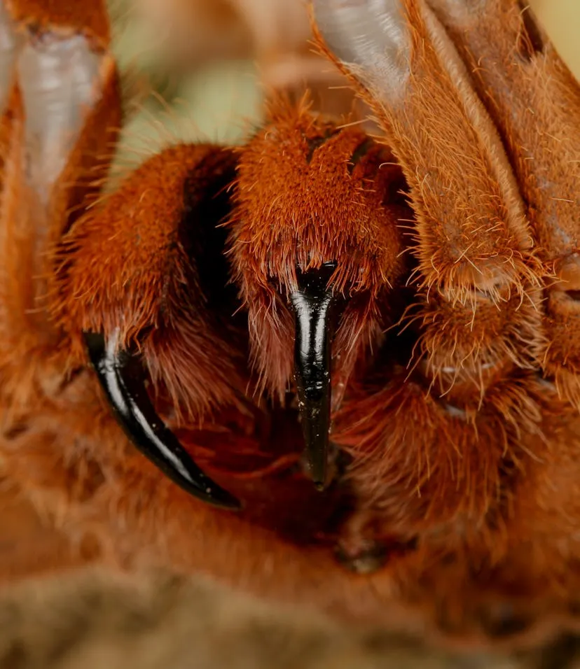 16482 elevating bite