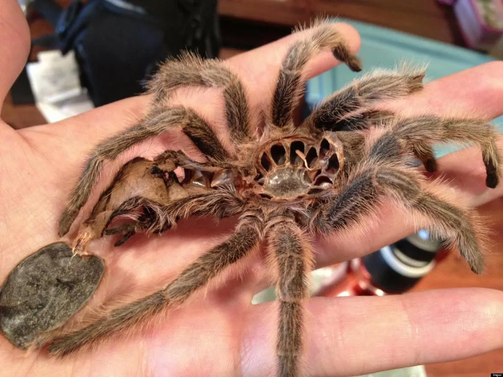 16482 tarantula species