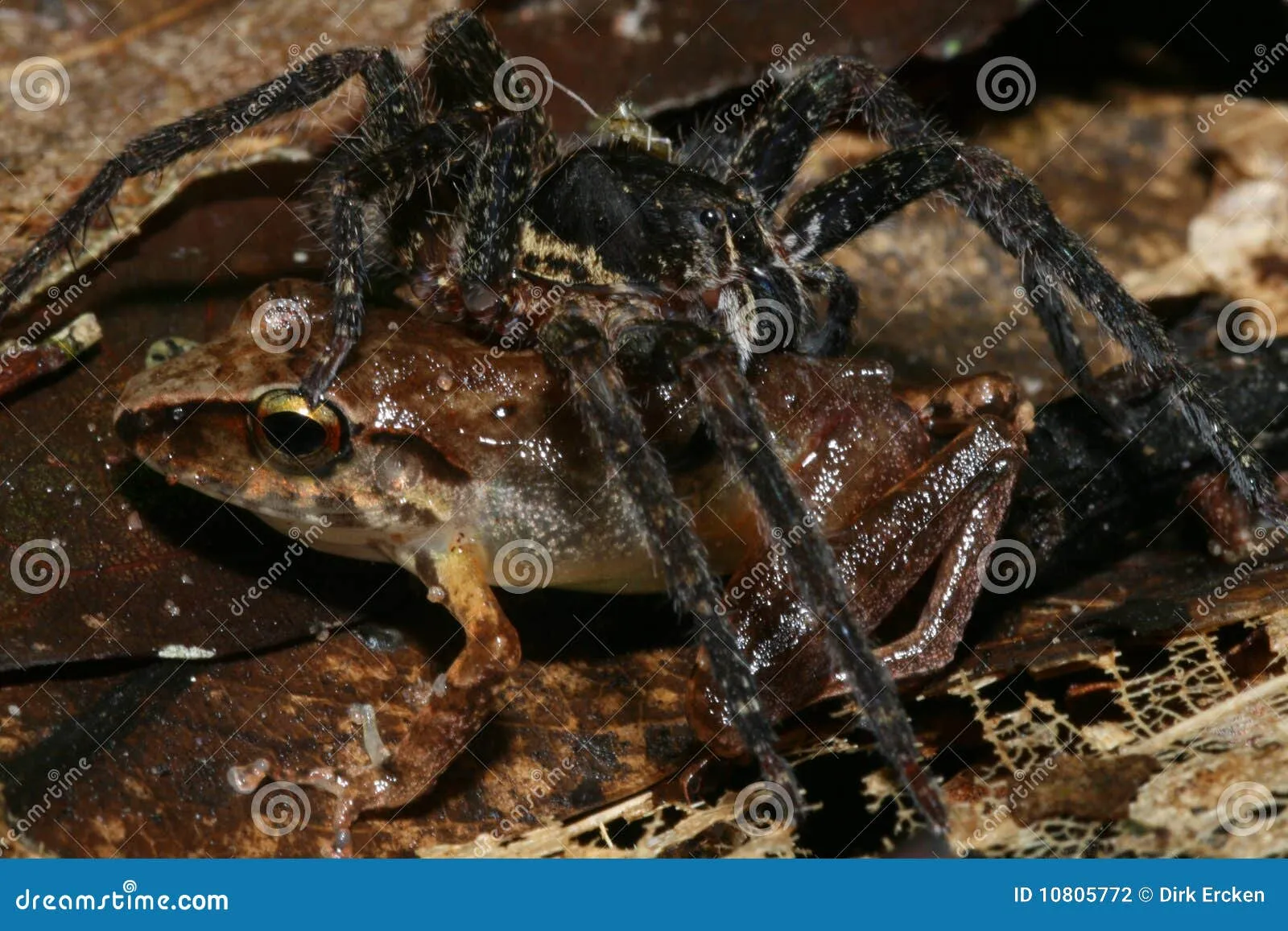 16484 frog habitat 4