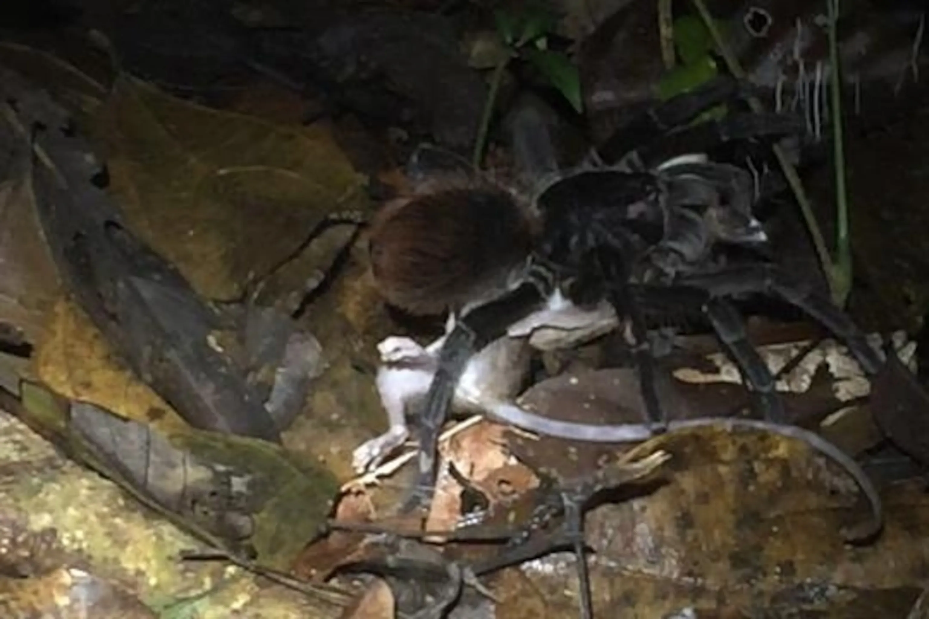 16484 tarantula anatomy 5