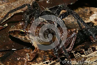 16484 tarantula food 3