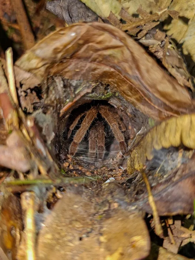 16485 tarantula cleaning nest