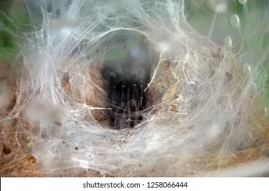 16485 tarantula humidity gauge