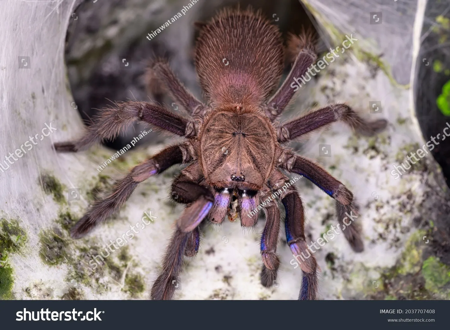 16485 tarantula nest building
