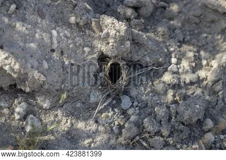 16485 tarantula substrate types