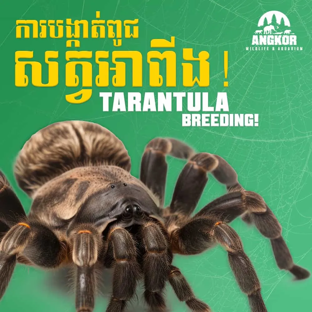16486 tarantula mating setup