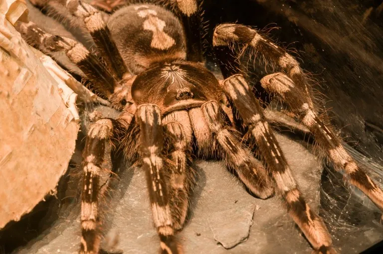 16488 tarantula bite identification