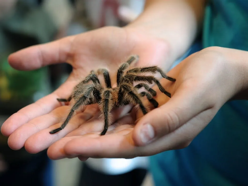 16488 tarantula species identification