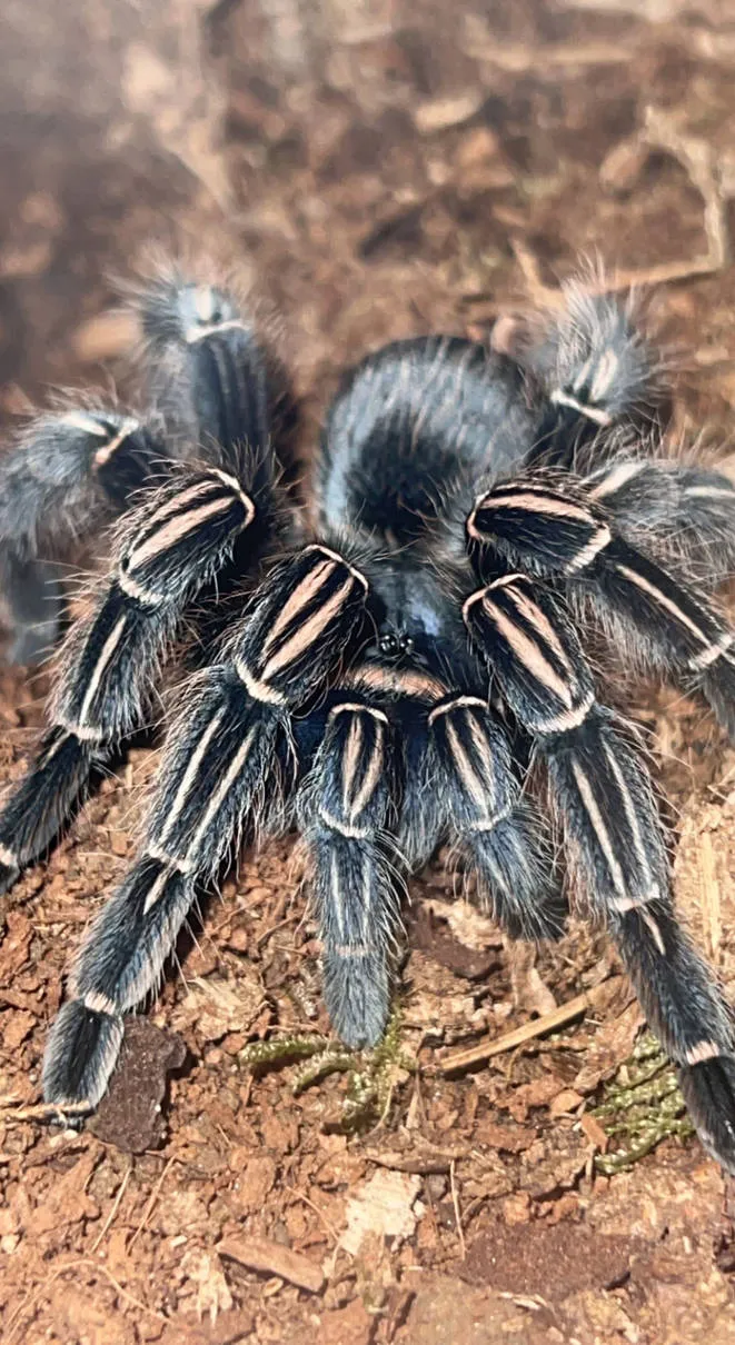 /img/16489-costa-rican-zebra-tarantula-enclosure-cleaning.webp