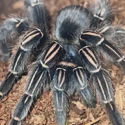 /img/16489-costa-rican-zebra-tarantula-enclosure-cleaning.webp