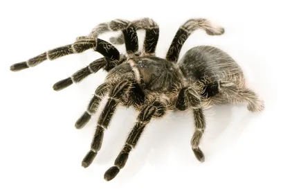 16489 costa rican zebra tarantula feeding