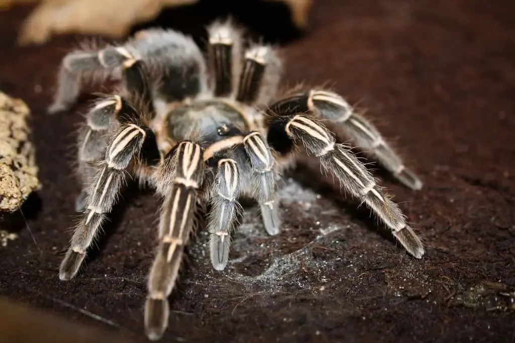 16489 costa rican zebra tarantula handling