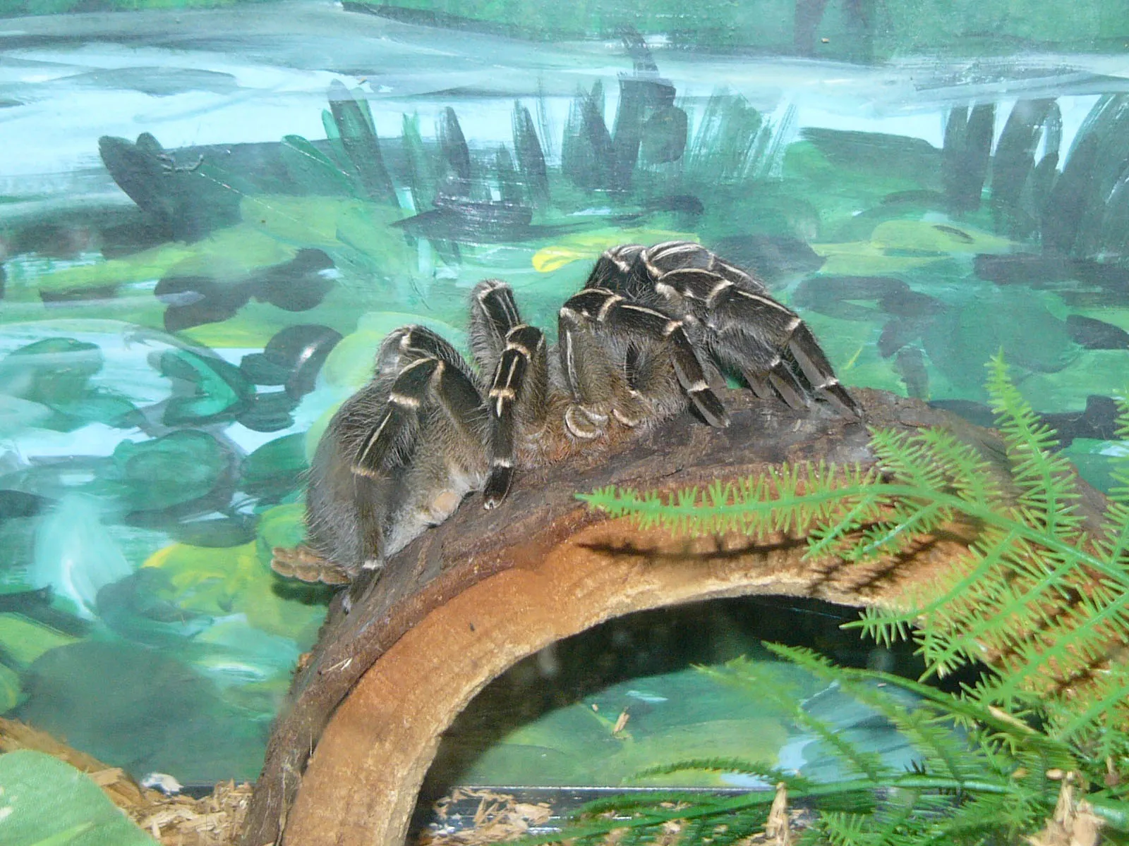 16489 costa rican zebra tarantula moulting