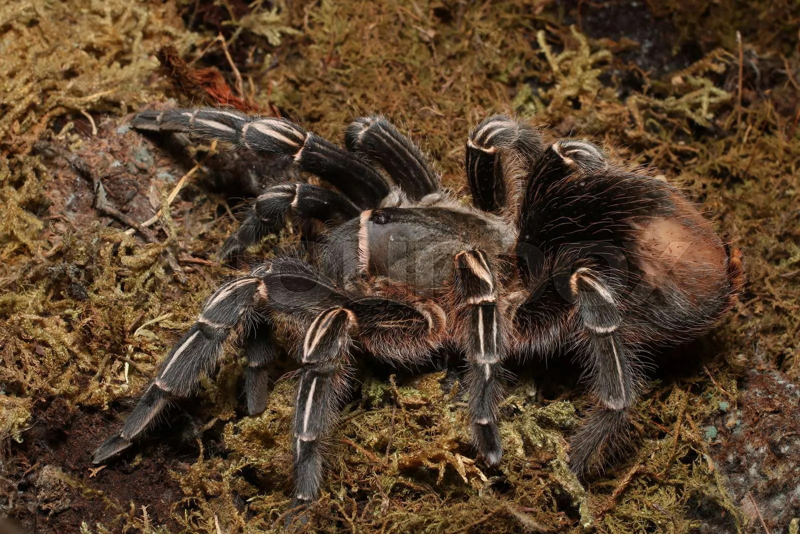 16489 costa rican zebra tarantula substrate