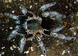 16489 costa rican zebra tarantula water dish