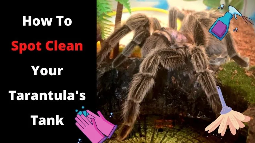 16490 tarantula cleaning tools