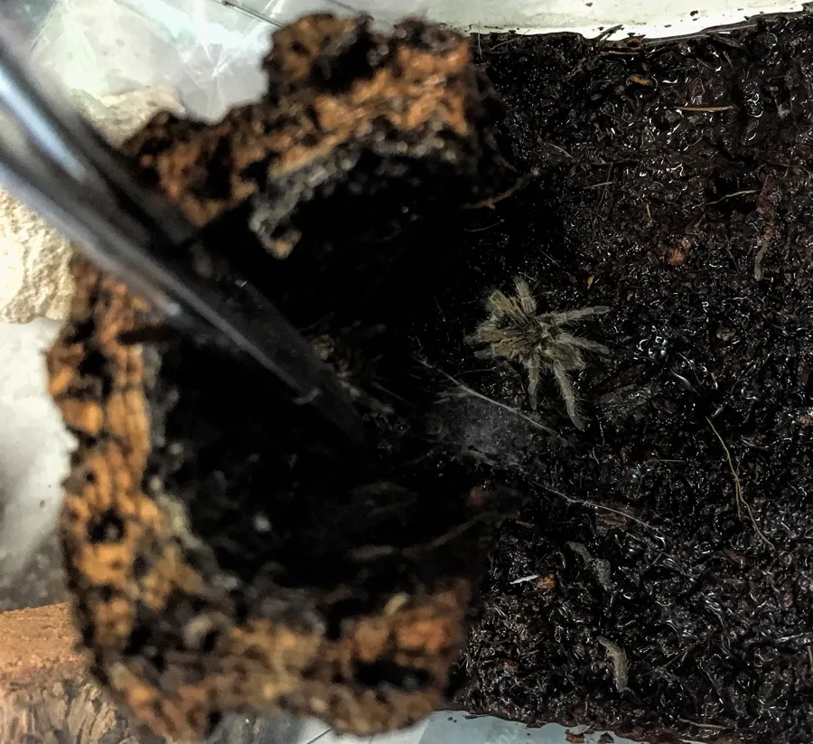 16490 tarantula protective gear