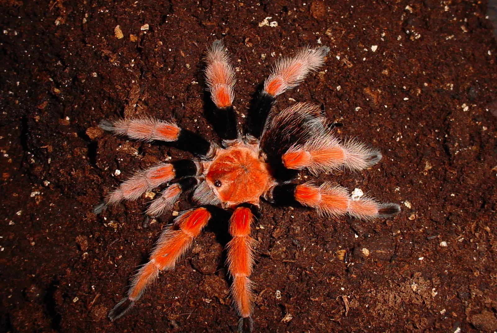 16491 tarantula habitat johannesburg