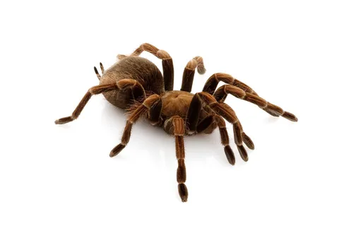 /img/16491-tarantula-legal-johannesburg.webp