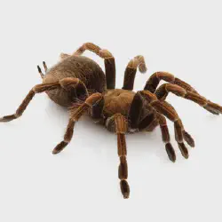 /img/16491-tarantula-legal-johannesburg.webp