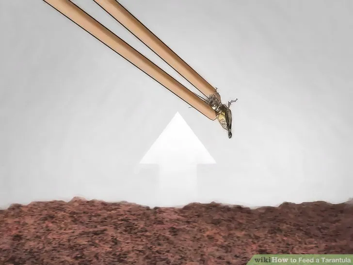 16492 cleaning tarantula enclosure