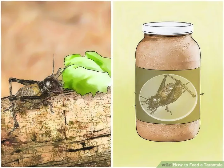 16492 small cricket for tarantula