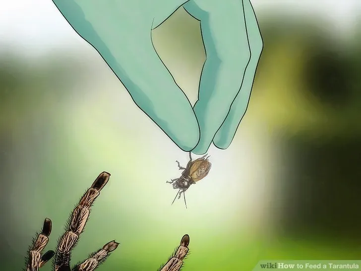 16492 tarantula humidity