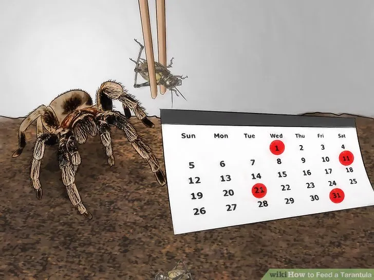 16492 water dish for tarantula