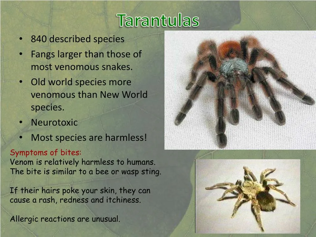 16493 tarantula first aid
