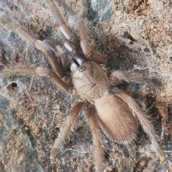 /img/16493-tarantula-habitat.webp